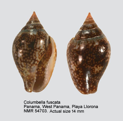 Columbella socorroensis.jpg - Columbella fuscataG.B.Sowerby,1832